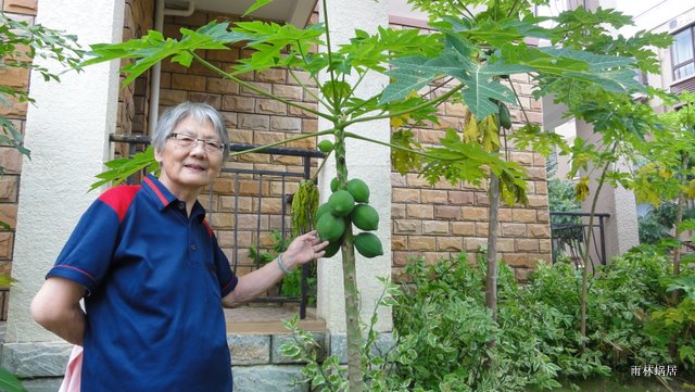 八十婆婆喜欢木瓜树