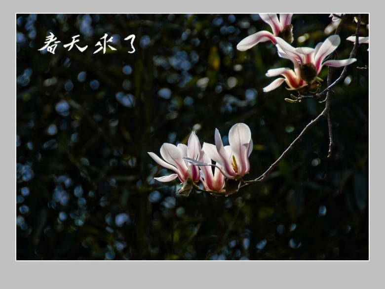春（02）0.jpg