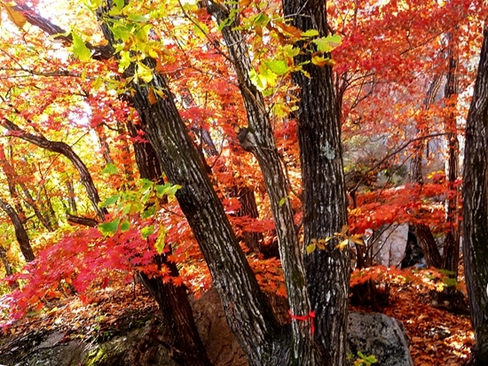 枫叶是深秋最后的一幅艳丽水彩画.JPG
