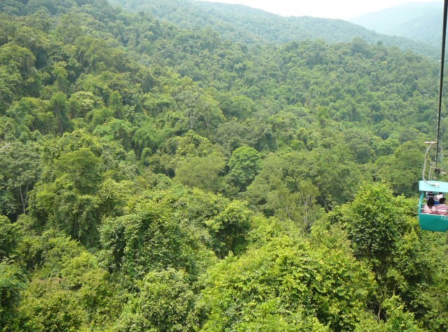 一片热带雨林.jpg